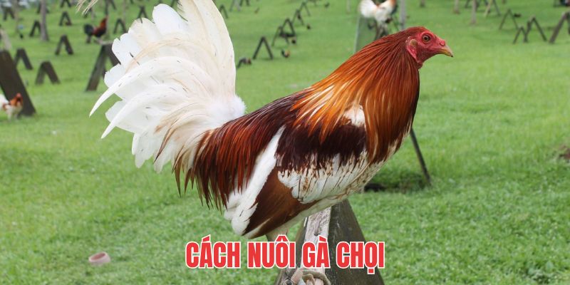 Cách Nuôi Gà Chọi