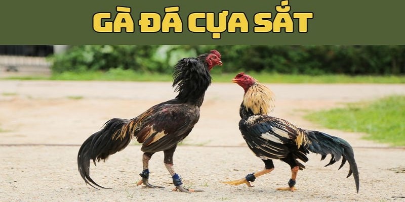 Đá Gà Cựa Sắt